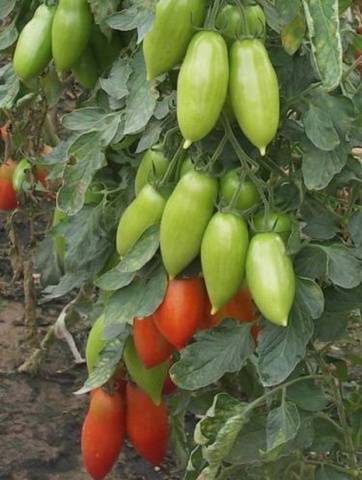 Varieties of tomatoes of Siberian selection with photos and descriptions