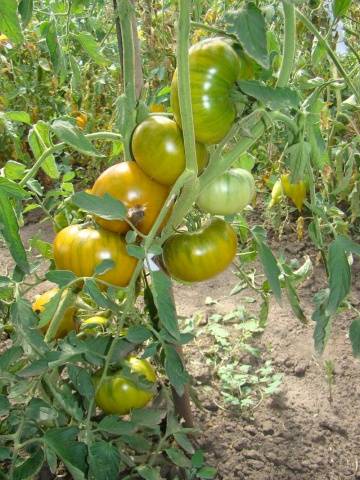 Varieties of tomatoes of Siberian selection with photos and descriptions