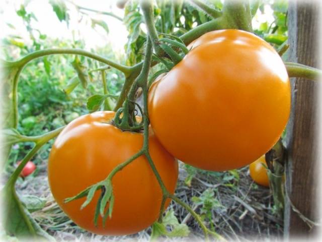 Varieties of tomatoes of Siberian selection with photos and descriptions