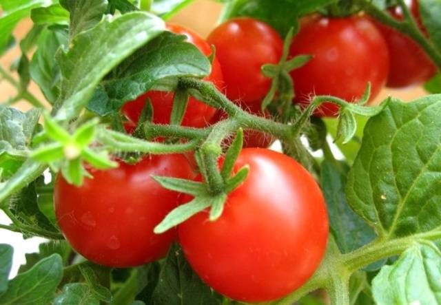 Varieties of tomatoes of Siberian selection with photos and descriptions