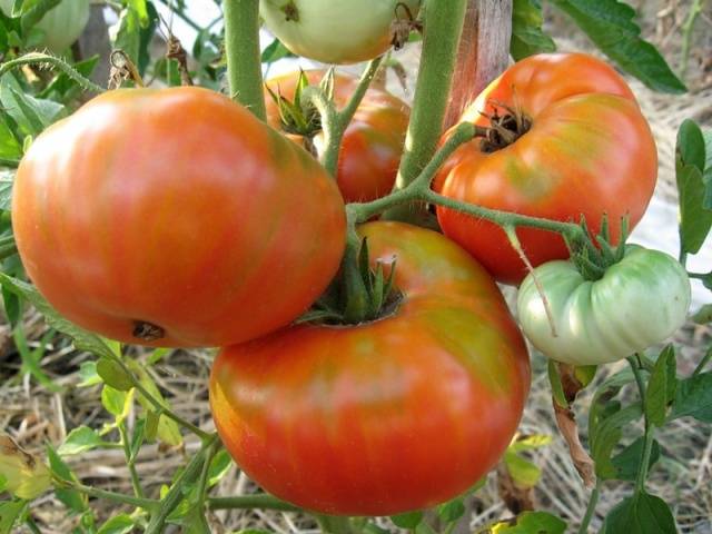 Varieties of tomatoes of Siberian selection with photos and descriptions