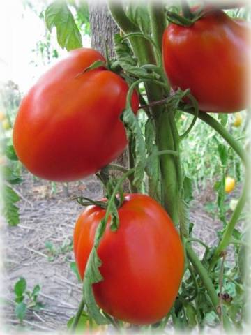 Varieties of tomatoes of Siberian selection with photos and descriptions