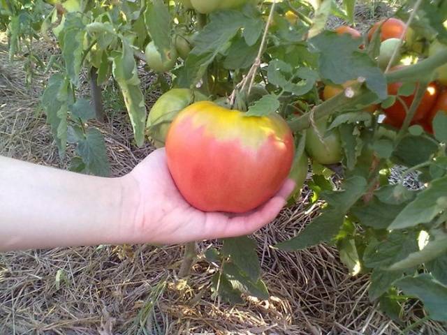 Varieties of tomatoes of Siberian selection with photos and descriptions