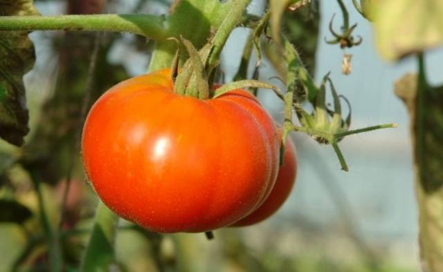 Varieties of tomatoes of Siberian selection with photos and descriptions