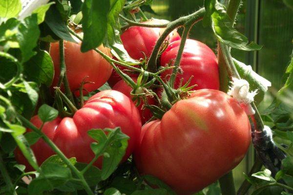 Varieties of tomatoes of Siberian selection with photos and descriptions