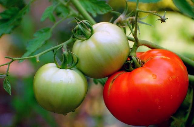 Varieties of tomatoes of Siberian selection with photos and descriptions