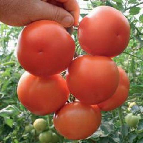 Varieties of tomatoes of Siberian selection with photos and descriptions