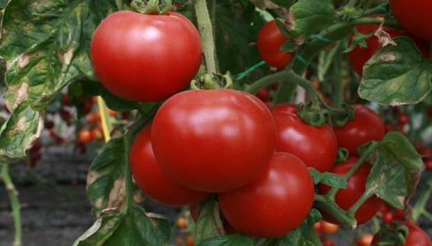 Varieties of tomatoes of Siberian selection with photos and descriptions