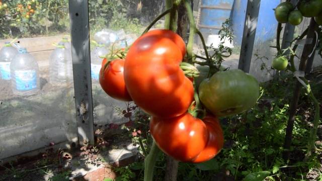 Varieties of tomatoes of Siberian selection with photos and descriptions