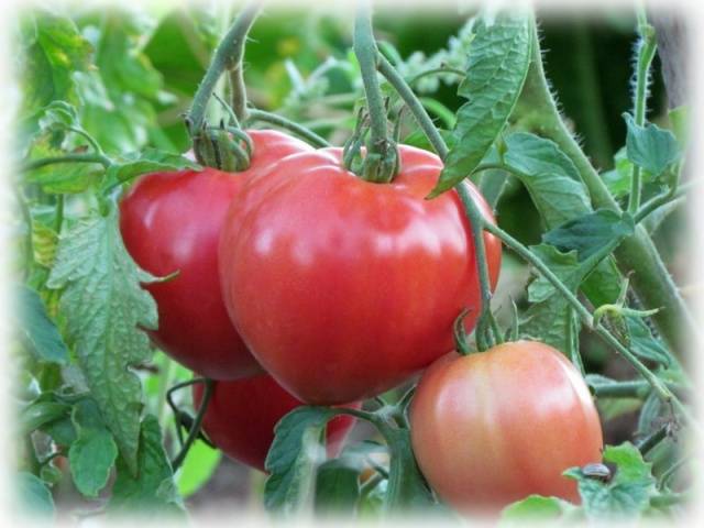 Varieties of tomatoes of Siberian selection with photos and descriptions