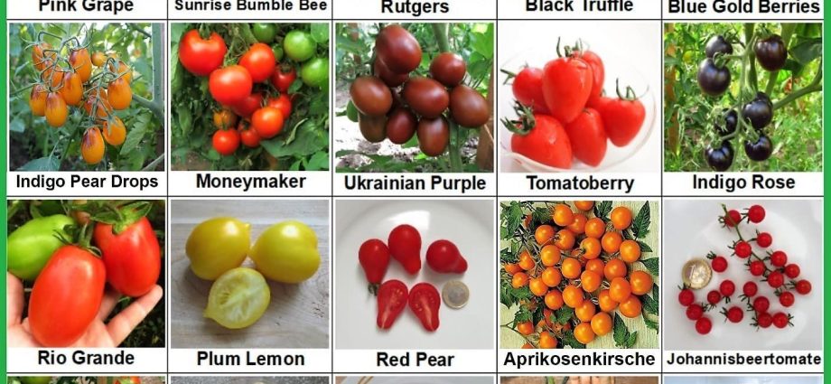 Varieties of tomatoes of Siberian selection with photos and descriptions