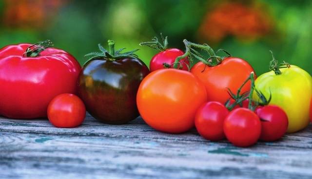 Varieties of tomatoes resistant to late blight