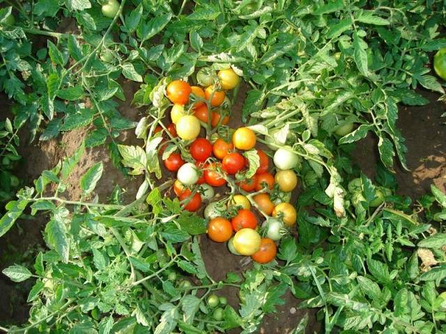 Varieties of tomatoes resistant to late blight