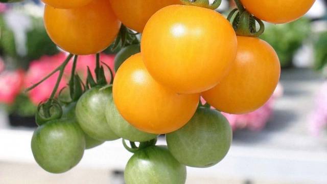 Varieties of tomatoes resistant to late blight