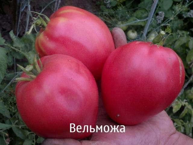 Varieties of tomatoes resistant to late blight