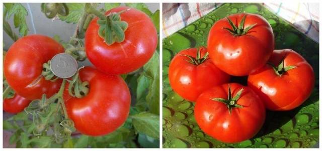 Varieties of tomatoes resistant to late blight