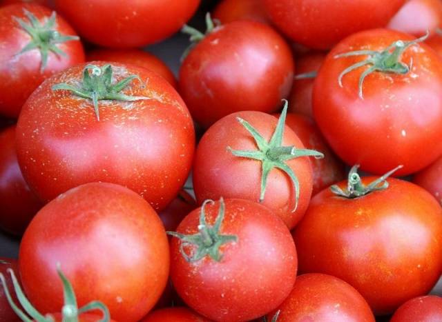 Varieties of tomatoes resistant to late blight