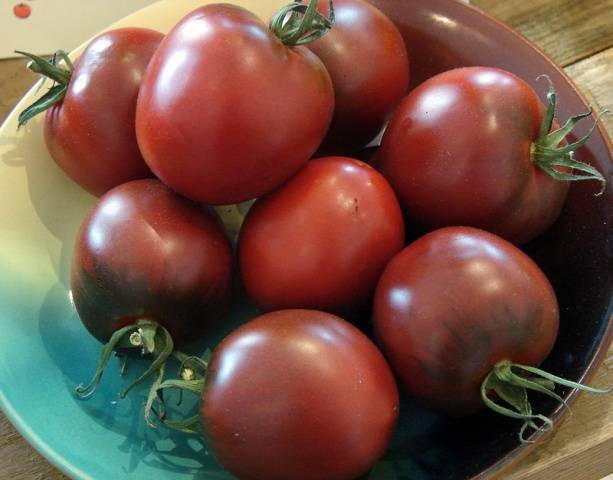 Varieties of tomatoes resistant to late blight