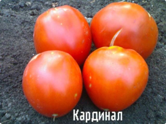 Varieties of tomatoes resistant to late blight