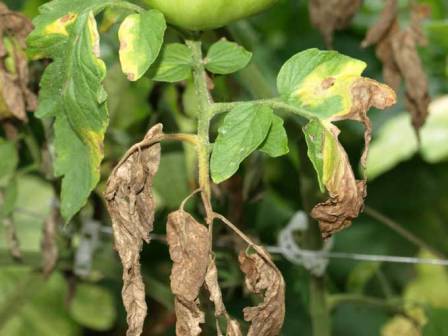 Varieties of tomatoes resistant to late blight