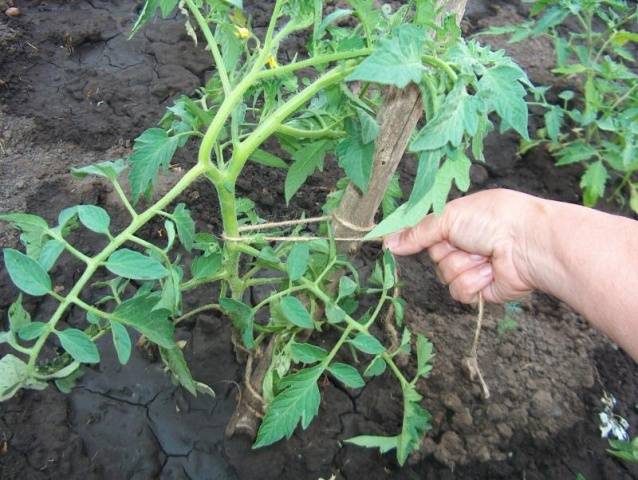 Varieties of tomatoes resistant to late blight