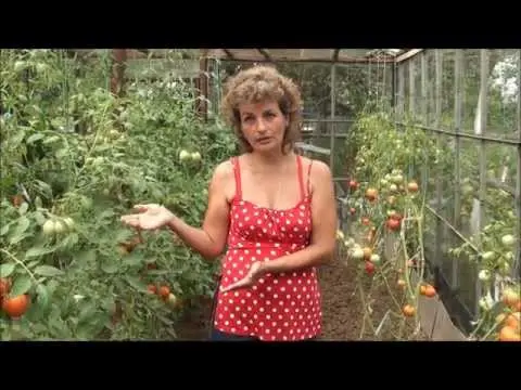 Varieties of tomatoes resistant to late blight