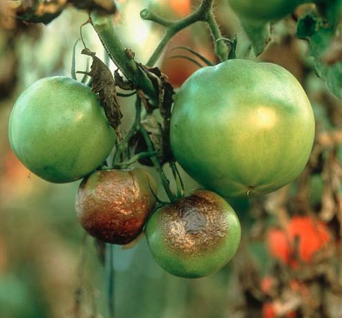 Varieties of tomatoes resistant to late blight