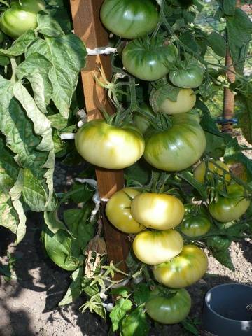 Varieties of tomatoes resistant to late blight