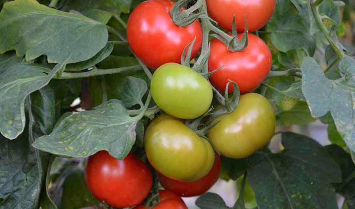 Varieties of tomatoes resistant to late blight