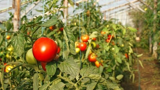 Varieties of tomatoes resistant to late blight