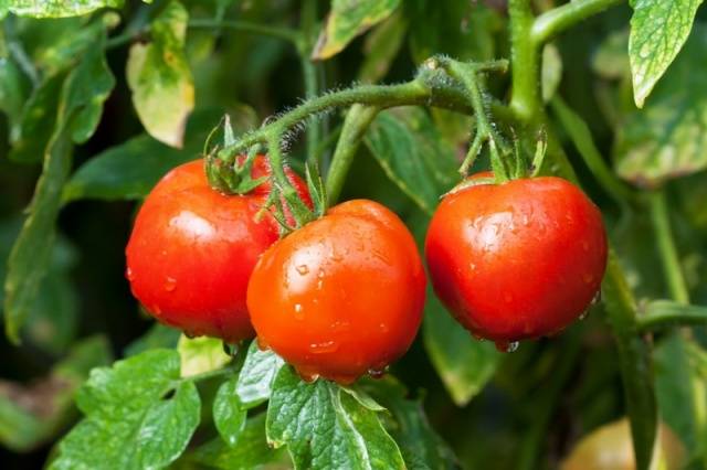 Varieties of tomatoes resistant to late blight