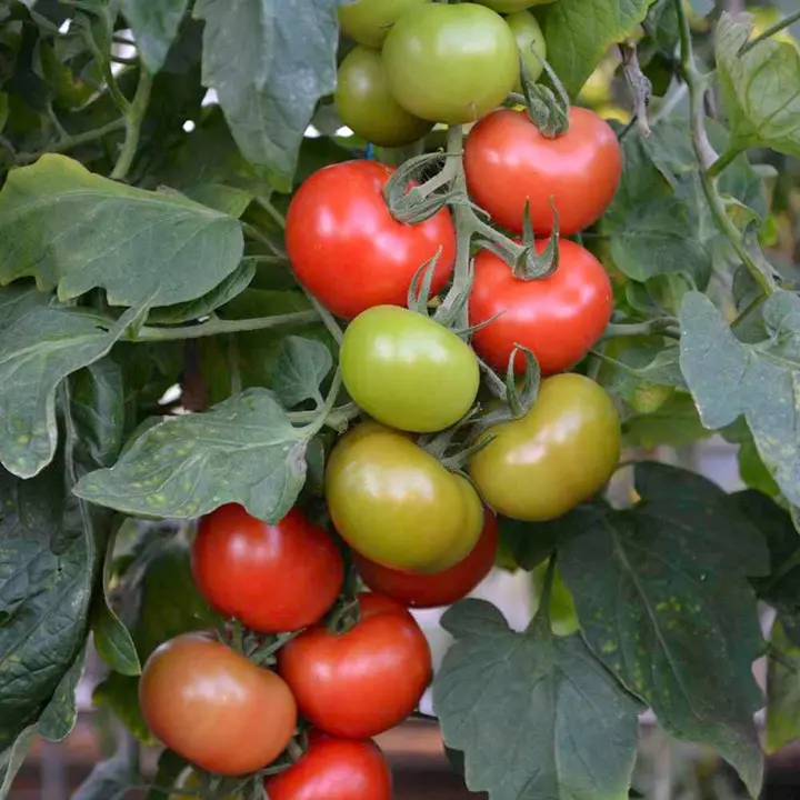 Varieties of tomatoes resistant to late blight