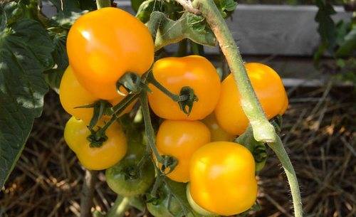 Varieties of tomatoes that do not require pinching