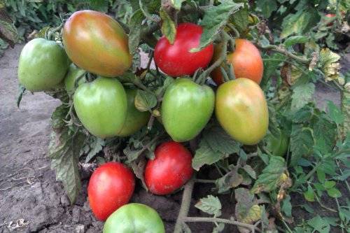 Varieties of tomatoes that do not require pinching