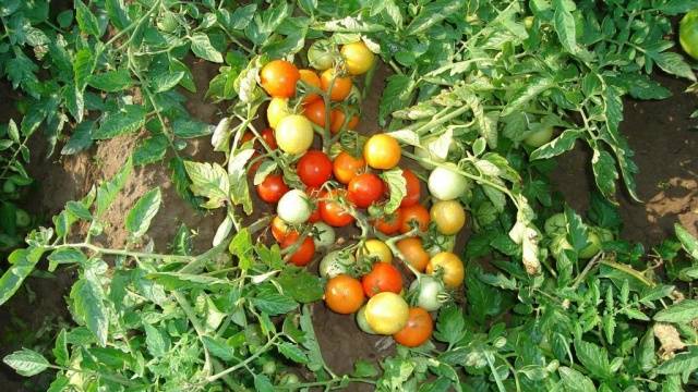 Varieties of tomatoes that do not require pinching