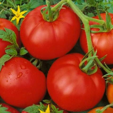 Varieties of tomatoes that do not require pinching