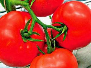 Varieties of tomatoes that do not require pinching