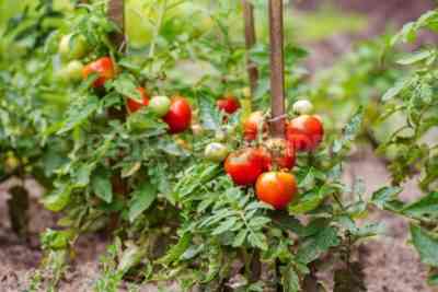 Varieties of tomatoes that do not require pinching