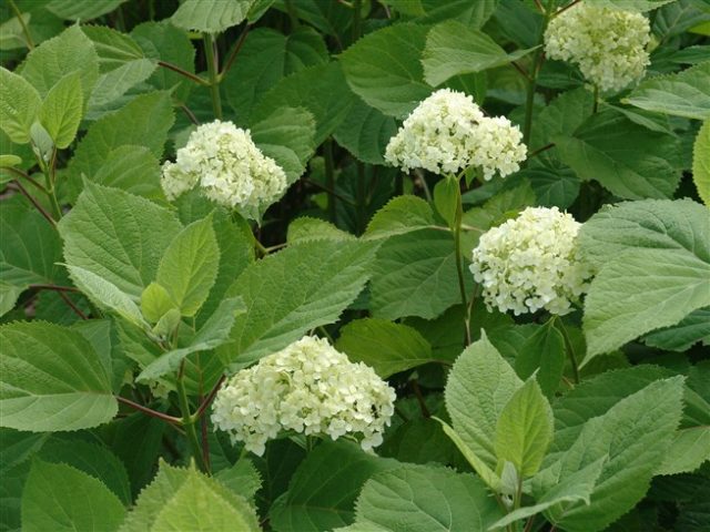 Varieties of tree hydrangea with photos and names