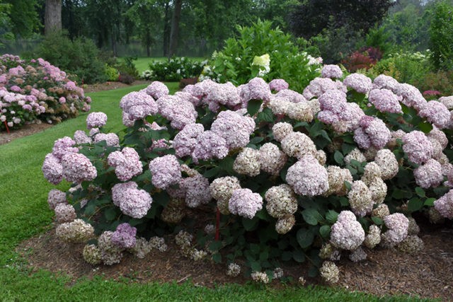 Varieties of tree hydrangea with photos and names