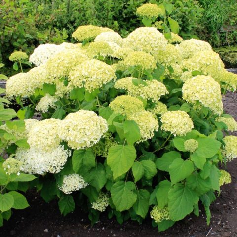 Varieties of tree hydrangea with photos and names