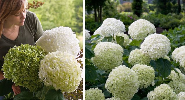 Varieties of tree hydrangea with photos and names