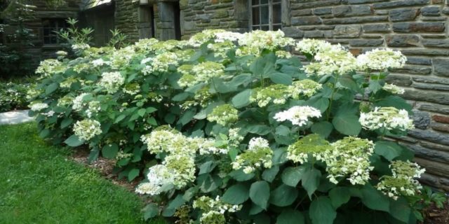 Varieties of tree hydrangea with photos and names