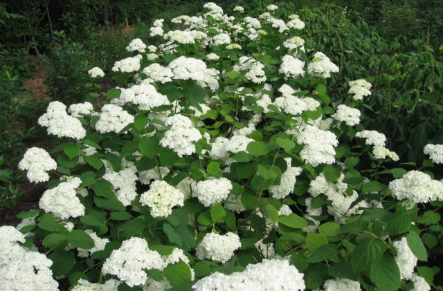 Varieties of tree hydrangea with photos and names