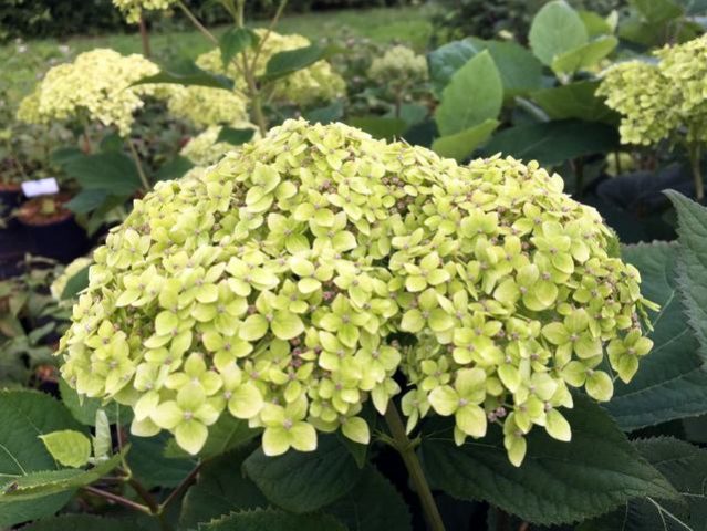 Varieties of tree hydrangea with photos and names