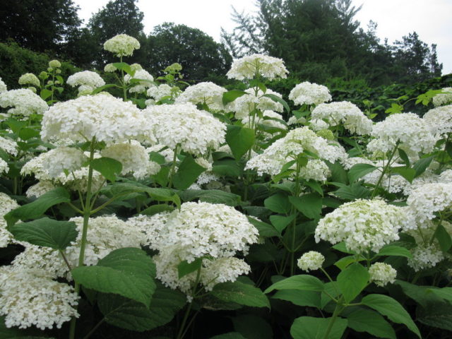 Varieties of tree hydrangea with photos and names