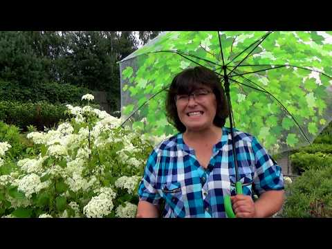 Varieties of tree hydrangea with photos and names