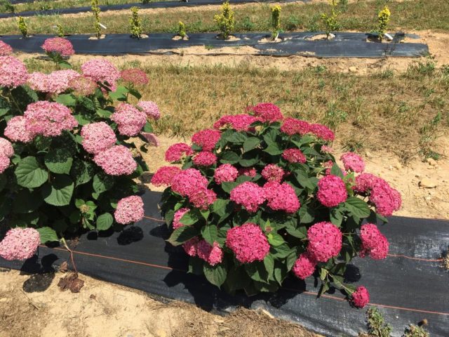 Varieties of tree hydrangea with photos and names