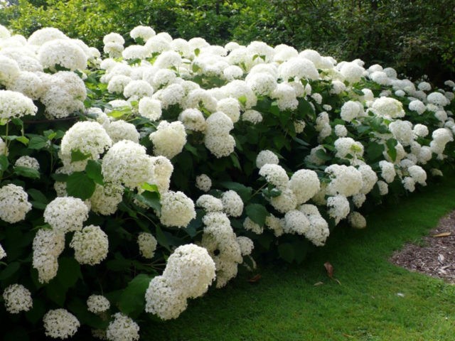 Varieties of tree hydrangea with photos and names