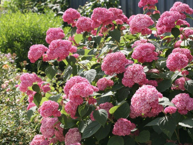 Varieties of tree hydrangea with photos and names